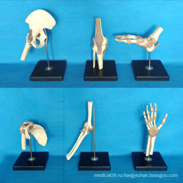 Медицинское обучение модели тела тела скелета человека (R020901)